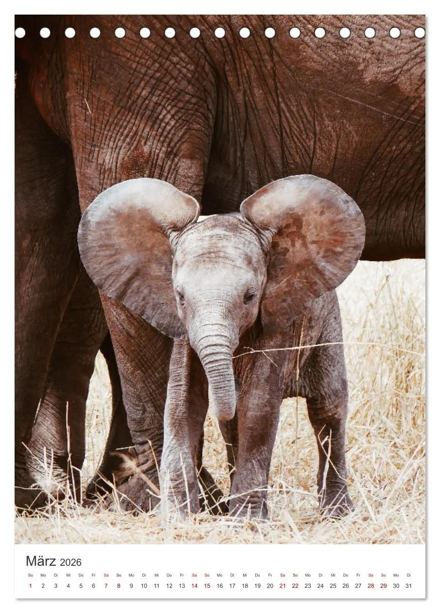 Bild: 9783516351880 | Elefanten - Die Herzeroberer der Tierwelt. (Tischkalender 2026 DIN...