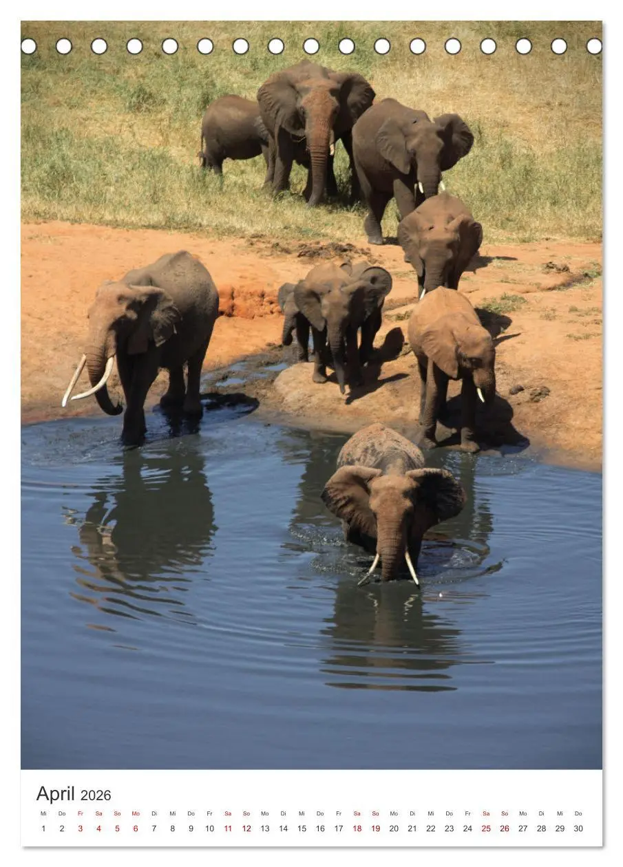 Bild: 9783516351880 | Elefanten - Die Herzeroberer der Tierwelt. (Tischkalender 2026 DIN...