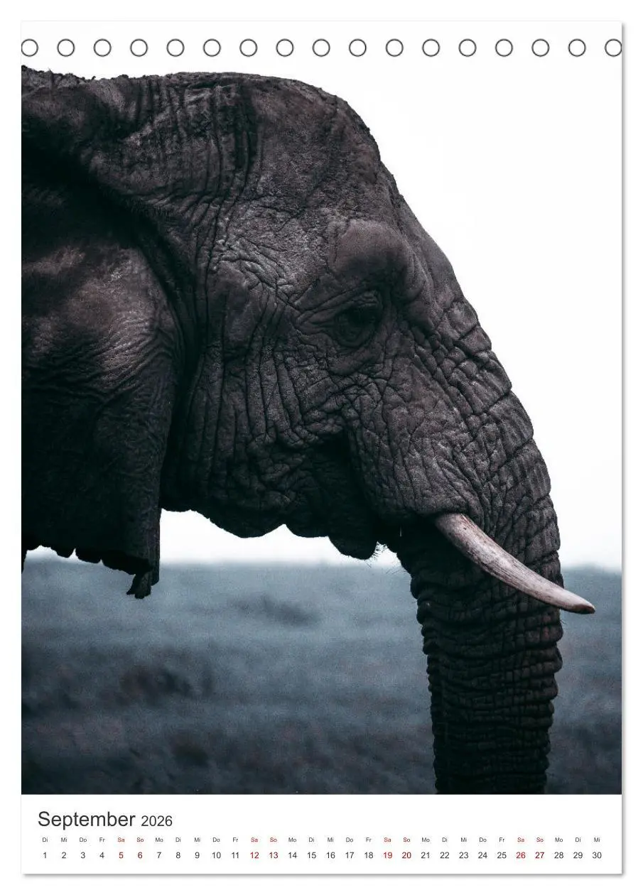 Bild: 9783516351880 | Elefanten - Die Herzeroberer der Tierwelt. (Tischkalender 2026 DIN...