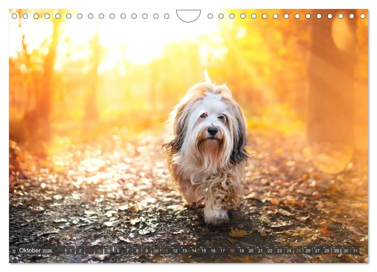 Bild: 9783457321980 | bunte Tierfotografie an Land und im Wasser (Wandkalender 2026 DIN...