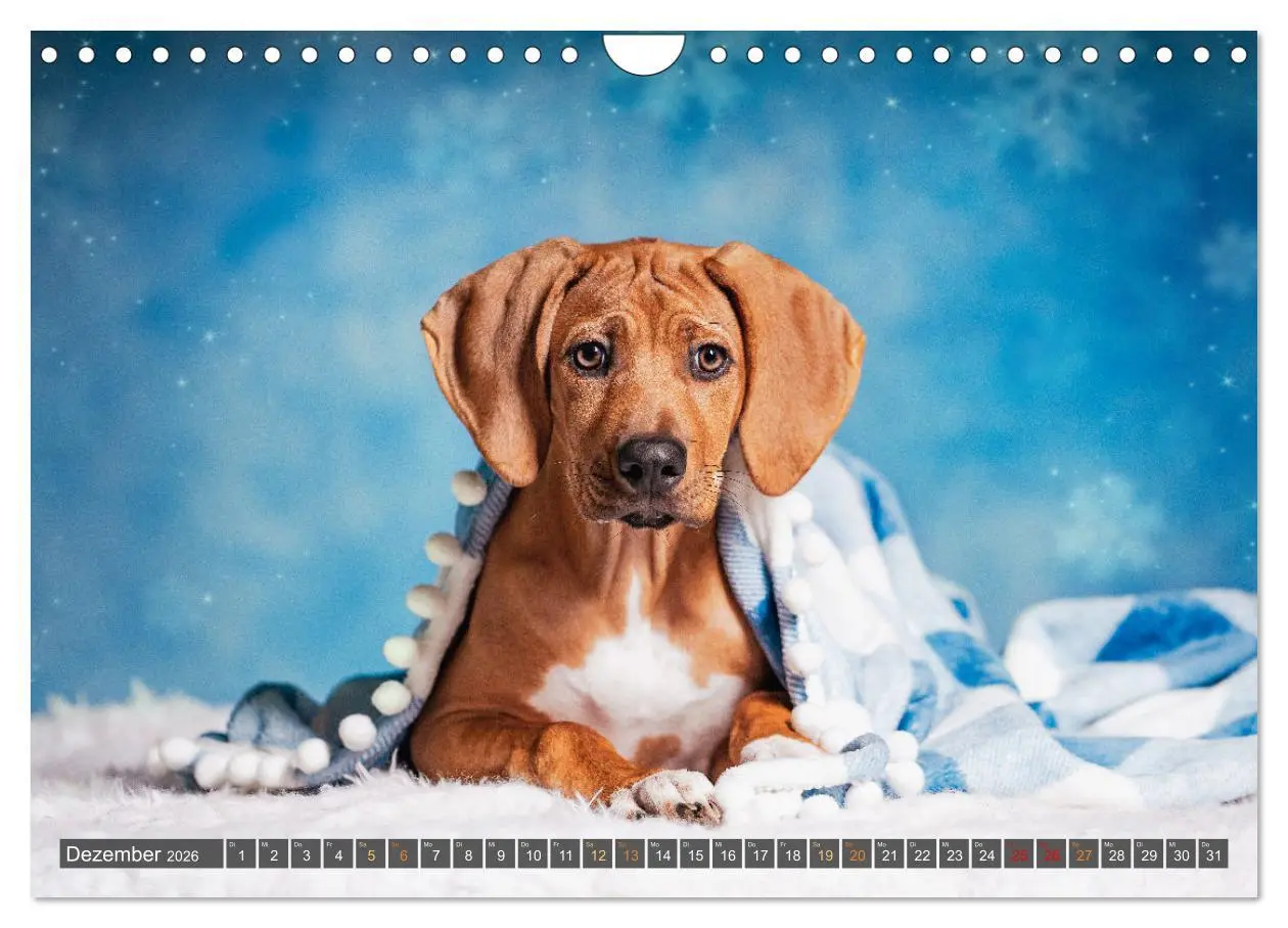 Bild: 9783457321980 | bunte Tierfotografie an Land und im Wasser (Wandkalender 2026 DIN...
