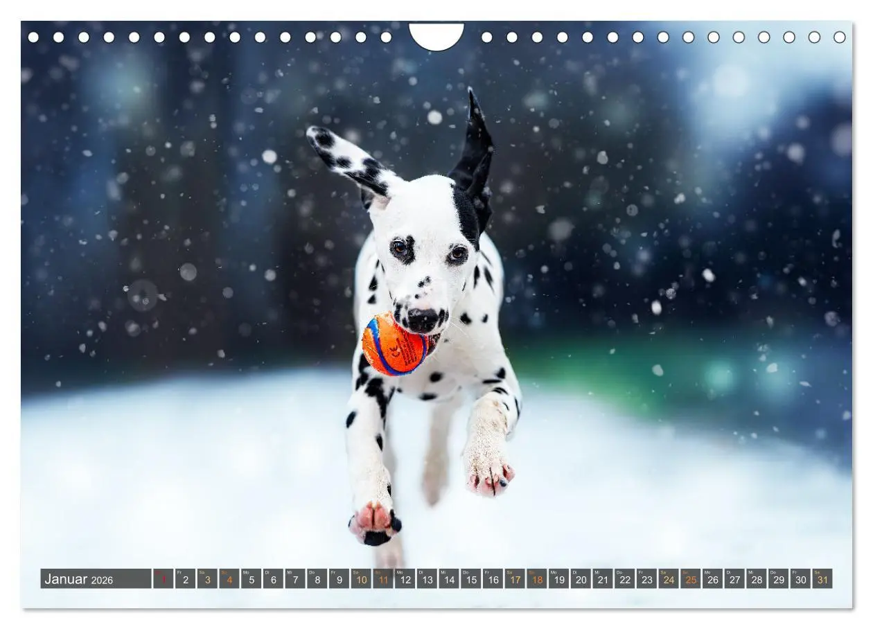 Bild: 9783457321980 | bunte Tierfotografie an Land und im Wasser (Wandkalender 2026 DIN...