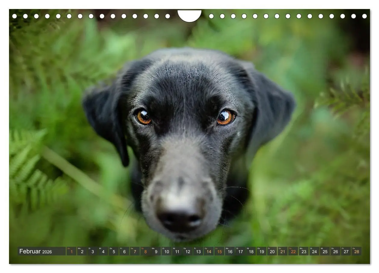 Bild: 9783457321980 | bunte Tierfotografie an Land und im Wasser (Wandkalender 2026 DIN...