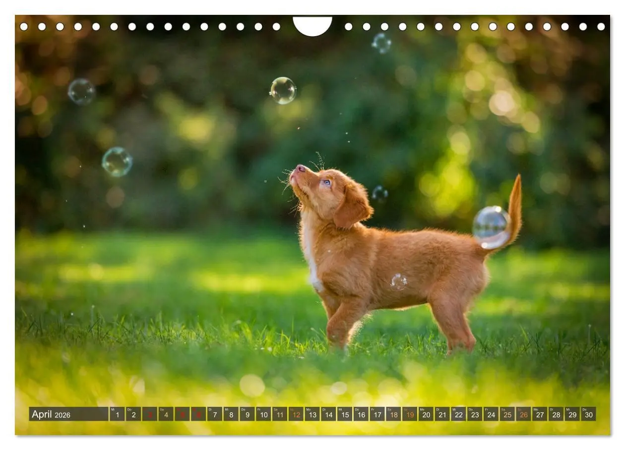 Bild: 9783457321980 | bunte Tierfotografie an Land und im Wasser (Wandkalender 2026 DIN...