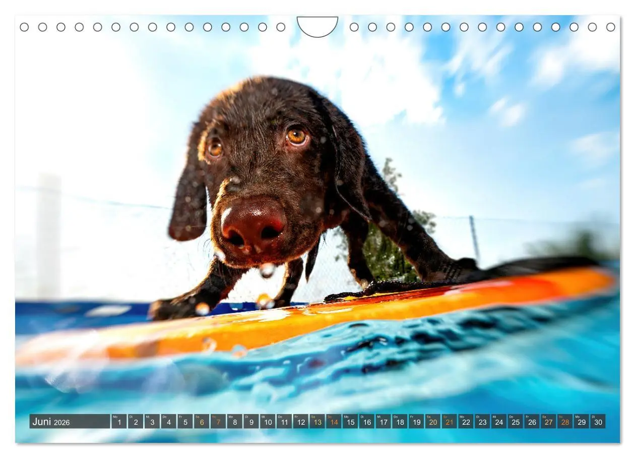 Bild: 9783457321980 | bunte Tierfotografie an Land und im Wasser (Wandkalender 2026 DIN...