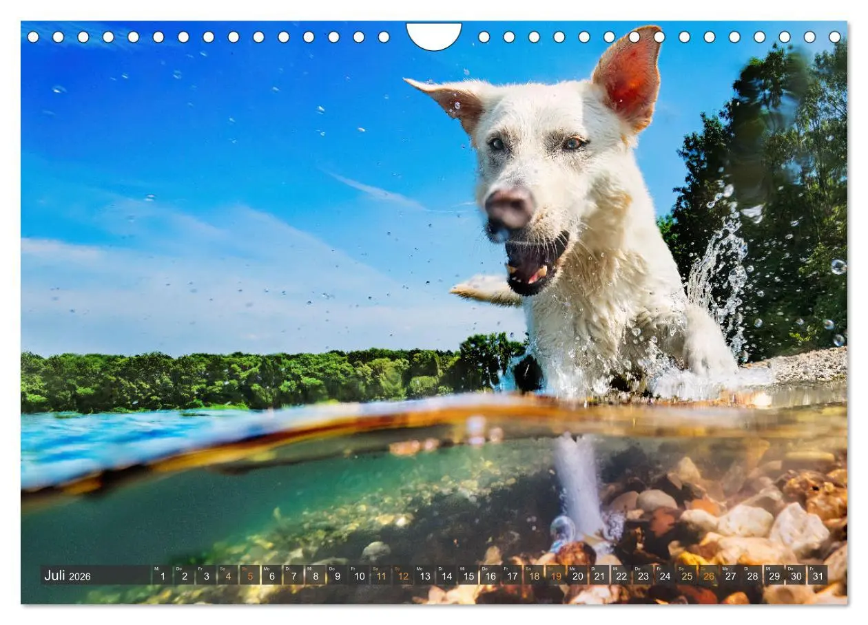 Bild: 9783457321980 | bunte Tierfotografie an Land und im Wasser (Wandkalender 2026 DIN...