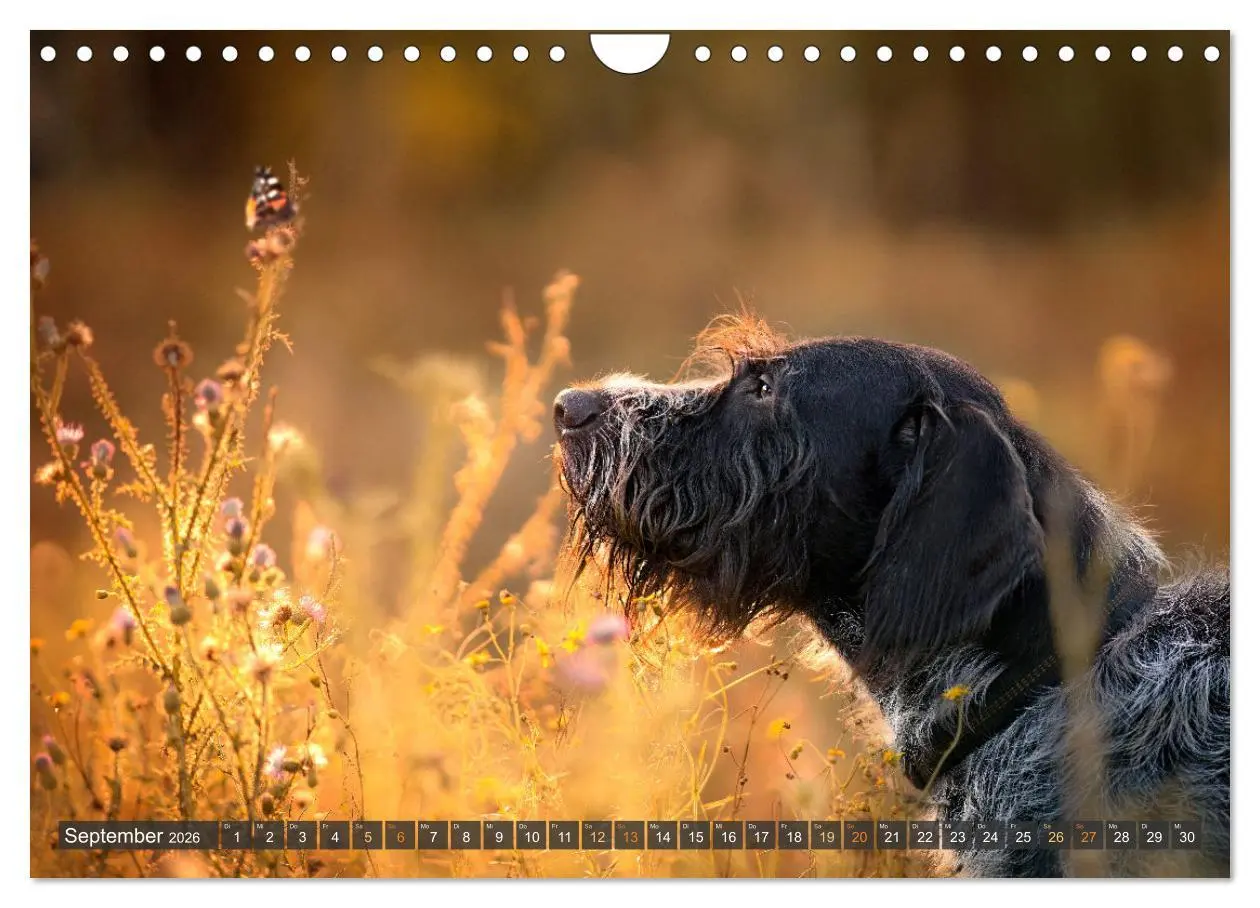 Bild: 9783457321980 | bunte Tierfotografie an Land und im Wasser (Wandkalender 2026 DIN...