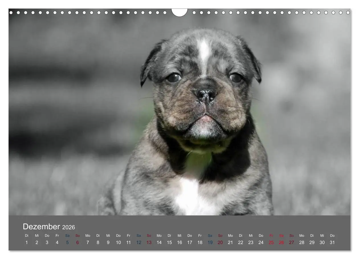 Bild: 9783516162080 | Bulldoggen-Zwerge (Wandkalender 2026 DIN A3 quer), CALVENDO...