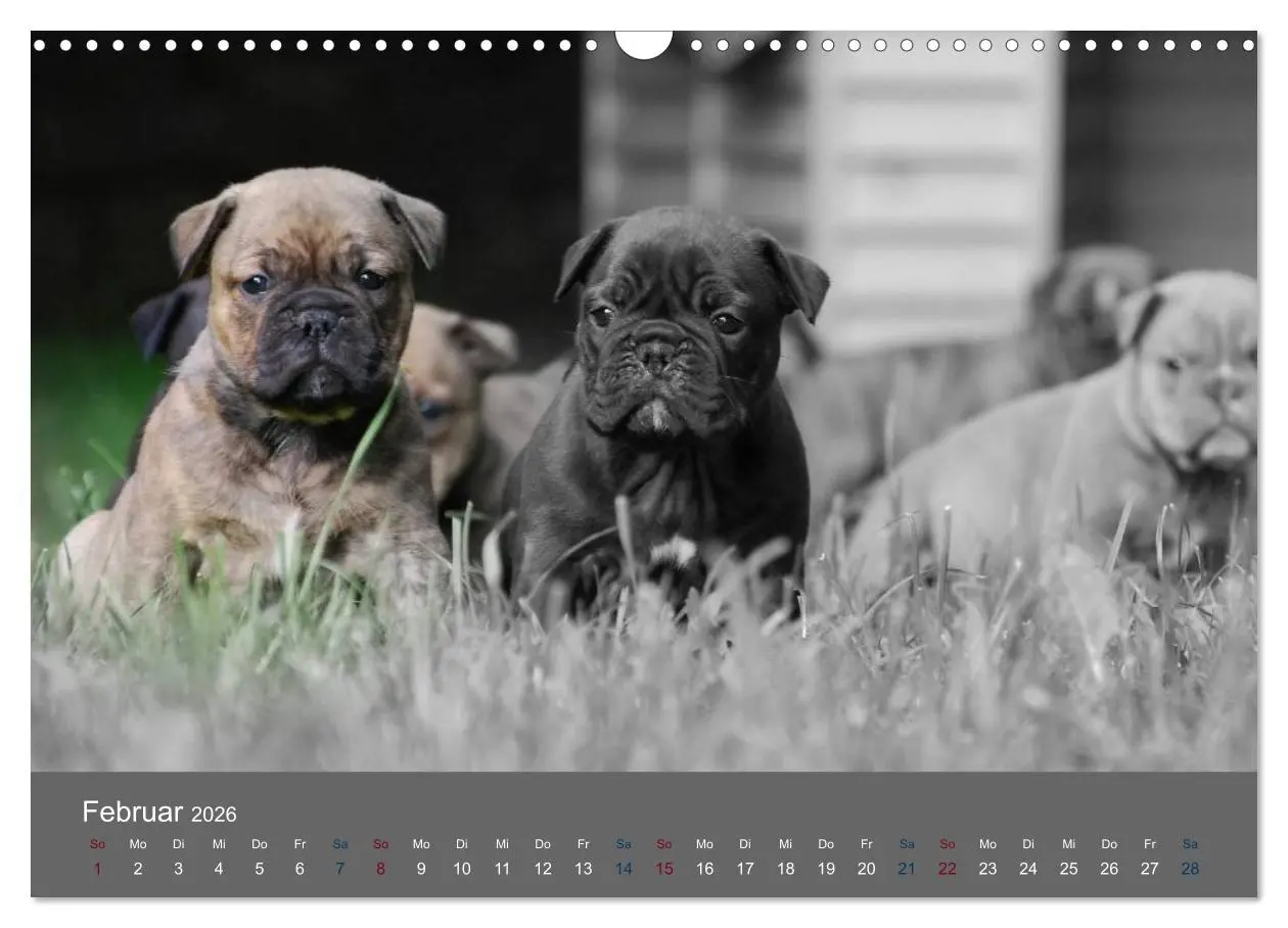 Bild: 9783516162080 | Bulldoggen-Zwerge (Wandkalender 2026 DIN A3 quer), CALVENDO...