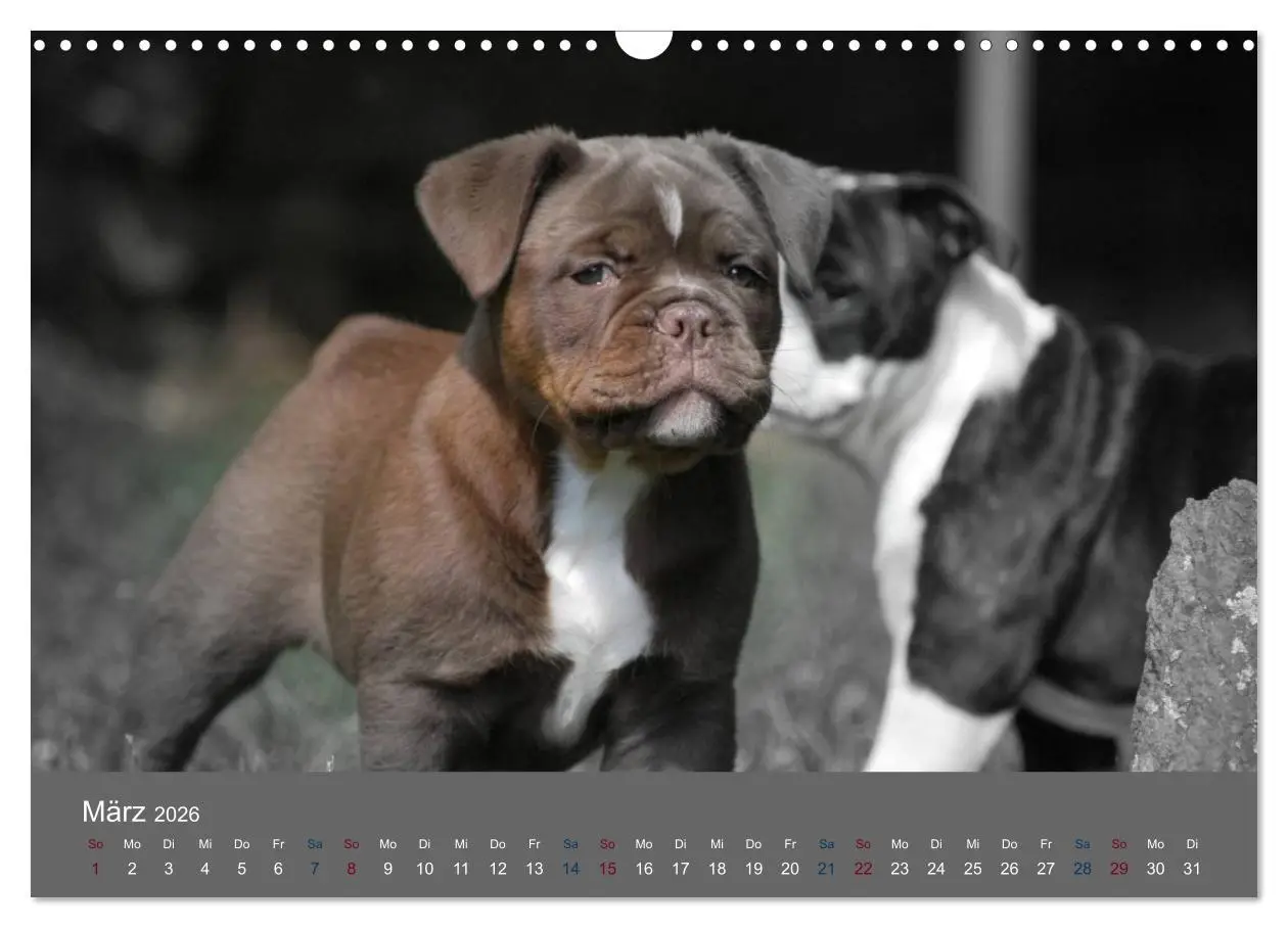 Bild: 9783516162080 | Bulldoggen-Zwerge (Wandkalender 2026 DIN A3 quer), CALVENDO...