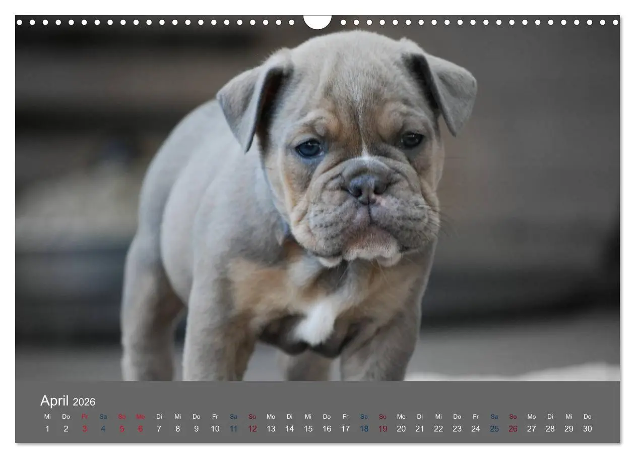 Bild: 9783516162080 | Bulldoggen-Zwerge (Wandkalender 2026 DIN A3 quer), CALVENDO...