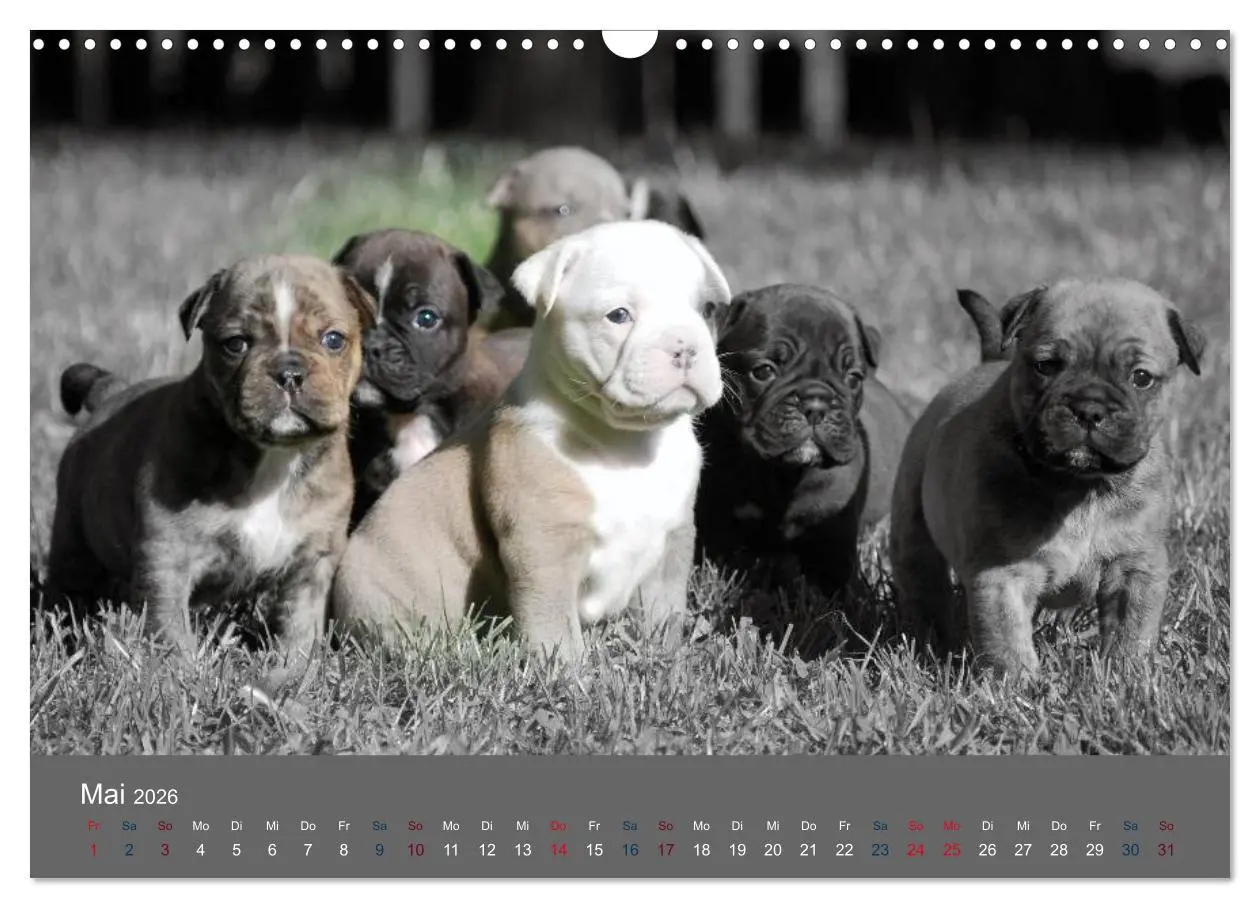 Bild: 9783516162080 | Bulldoggen-Zwerge (Wandkalender 2026 DIN A3 quer), CALVENDO...