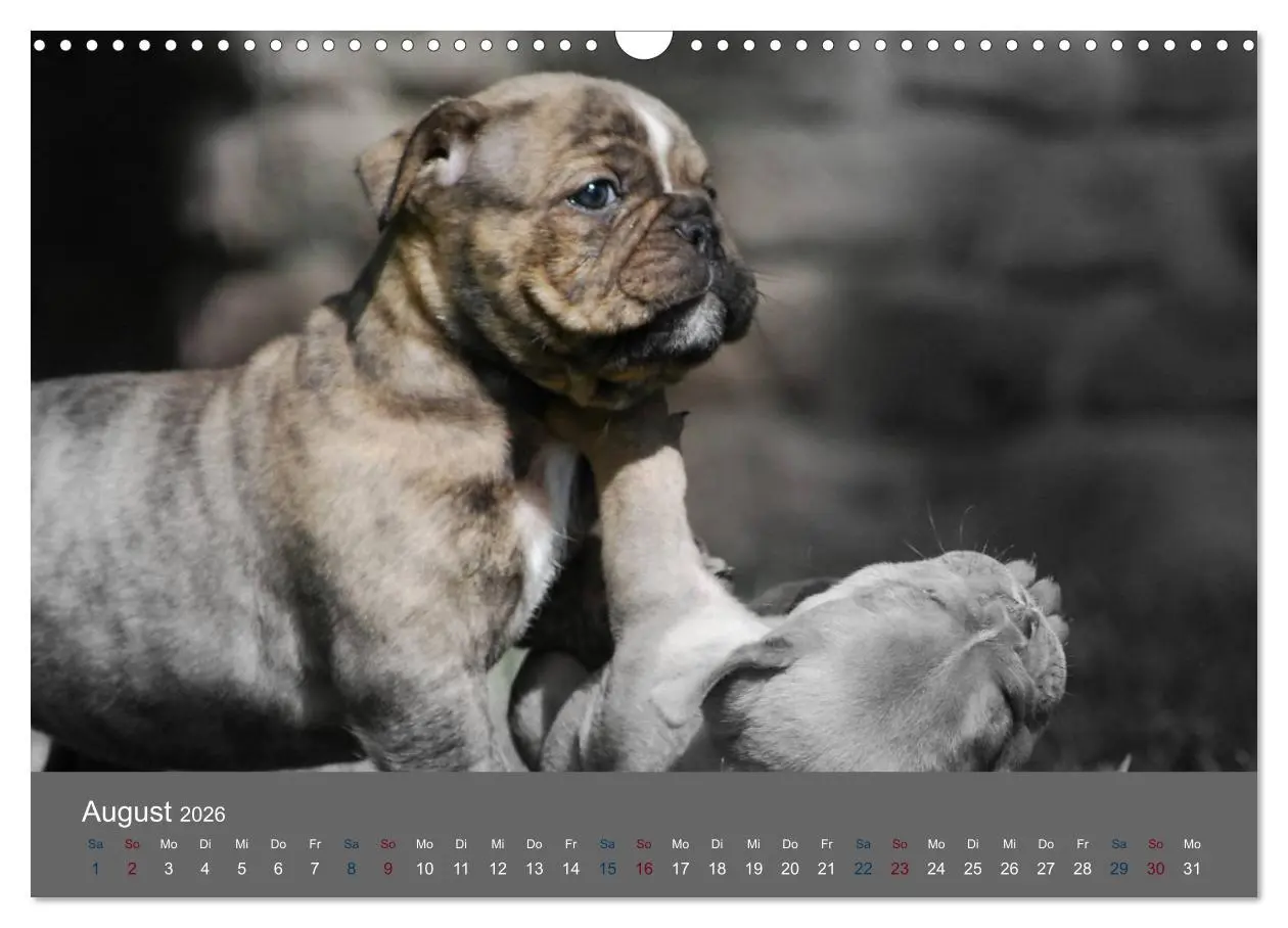 Bild: 9783516162080 | Bulldoggen-Zwerge (Wandkalender 2026 DIN A3 quer), CALVENDO...