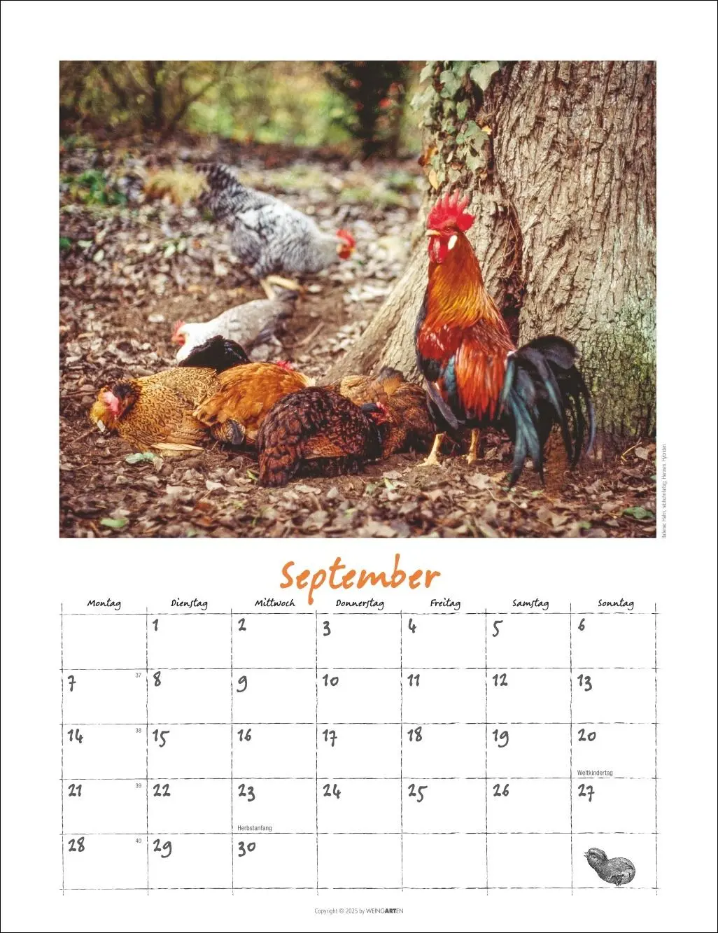 Bild: 9783839902080 | Der Hühnerkalender 2026 | Wolf-Dietmar Unterweger | Kalender | 14 S.