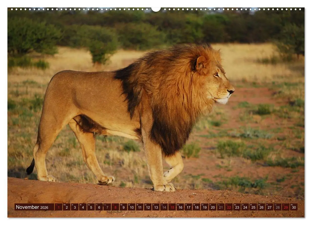 Bild: 9783516152180 | Afrikas wilde Schönheiten (hochwertiger Premium Wandkalender 2026...