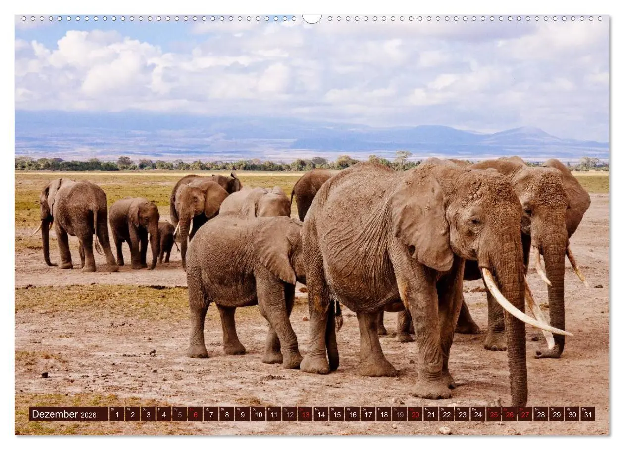 Bild: 9783516152180 | Afrikas wilde Schönheiten (hochwertiger Premium Wandkalender 2026...