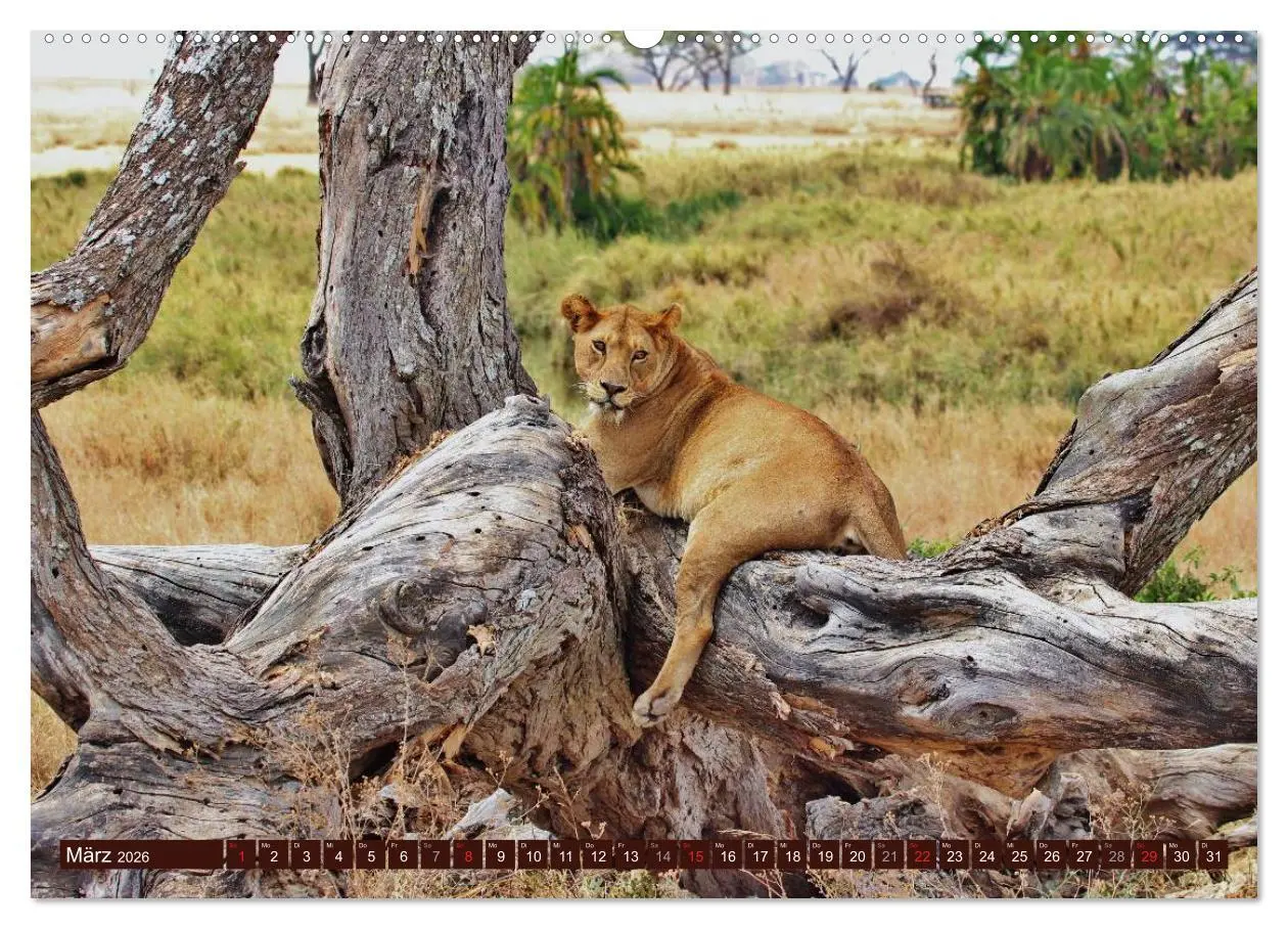 Bild: 9783516152180 | Afrikas wilde Schönheiten (hochwertiger Premium Wandkalender 2026...