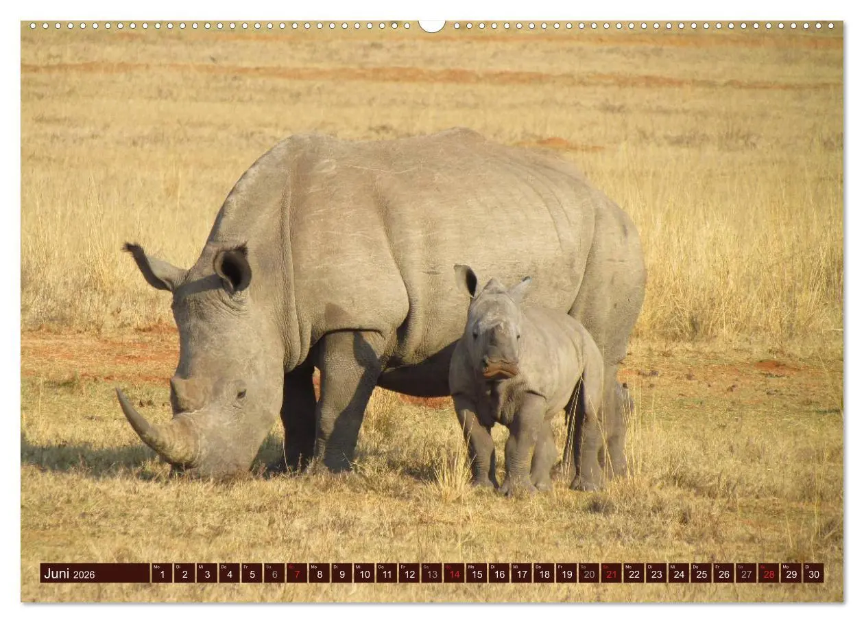 Bild: 9783516152180 | Afrikas wilde Schönheiten (hochwertiger Premium Wandkalender 2026...