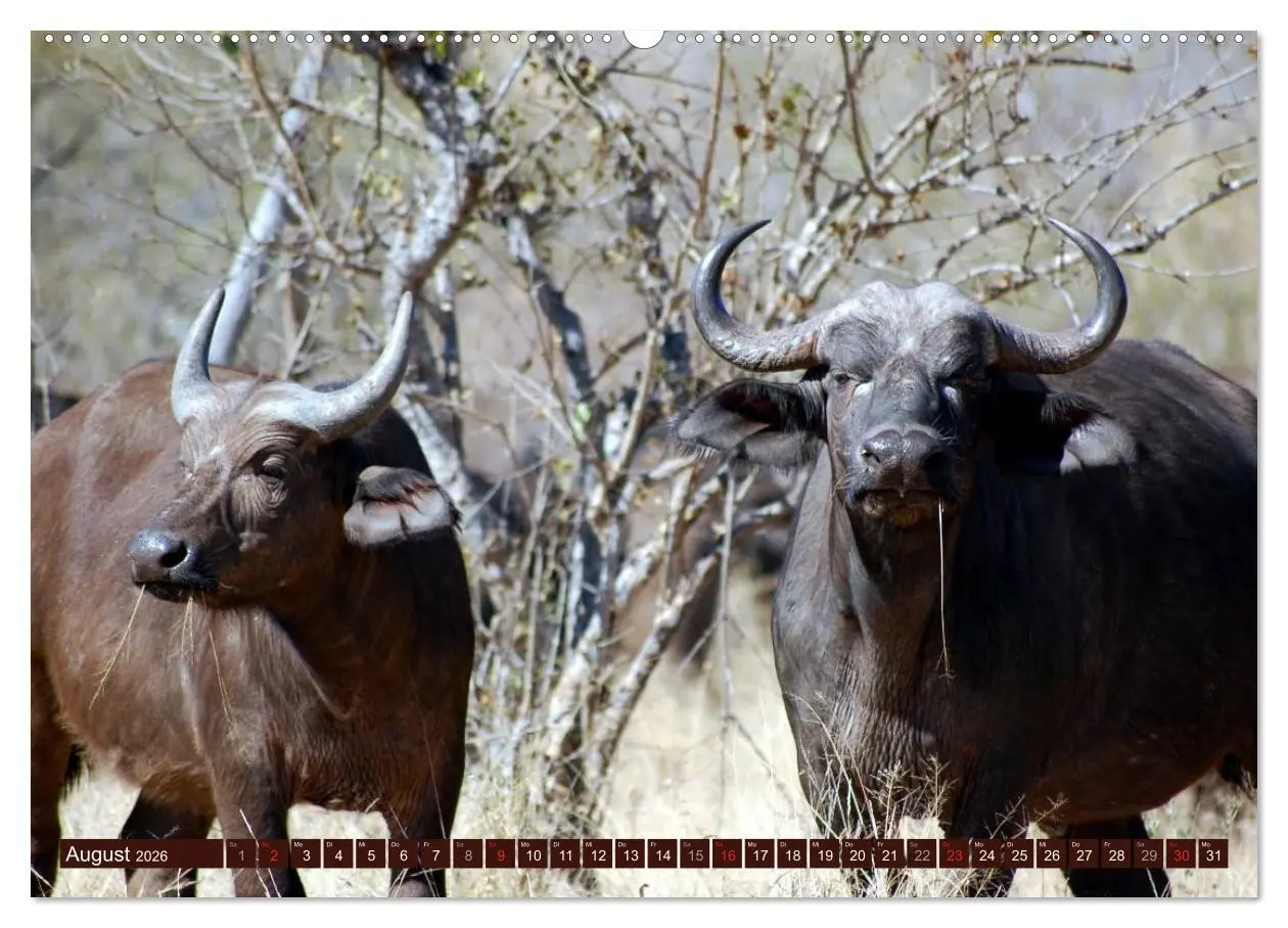 Bild: 9783516152180 | Afrikas wilde Schönheiten (hochwertiger Premium Wandkalender 2026...