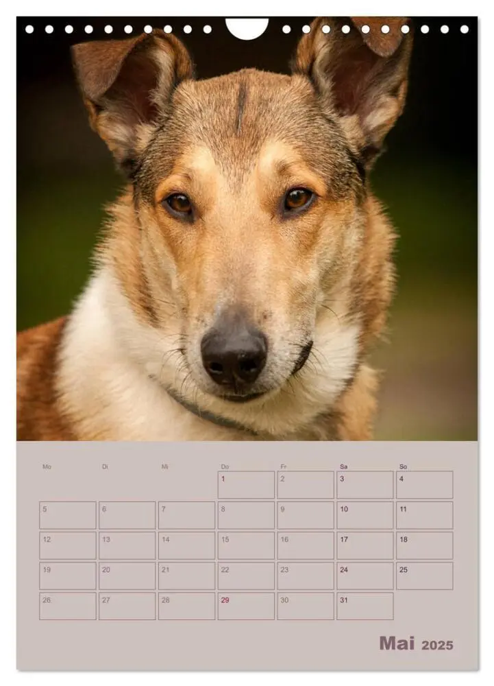 Bild: 9783457052280 | Kurzhaarcollies (Wandkalender 2025 DIN A4 hoch), CALVENDO...