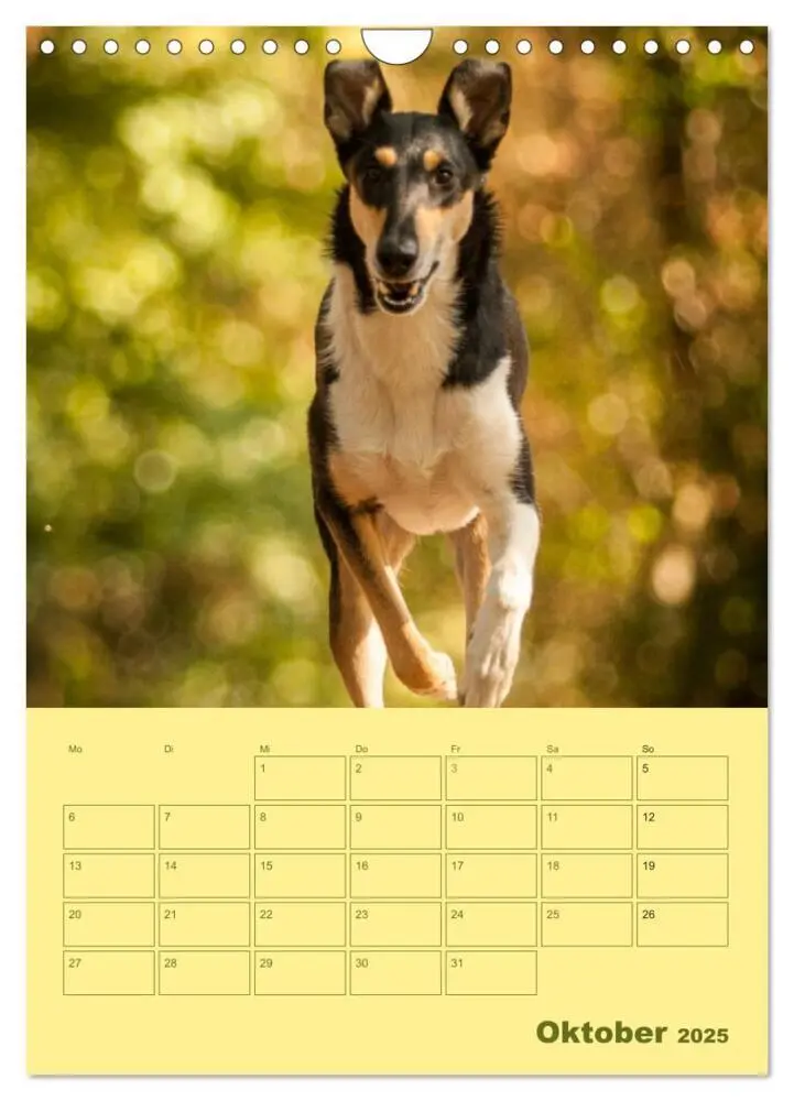 Bild: 9783457052280 | Kurzhaarcollies (Wandkalender 2025 DIN A4 hoch), CALVENDO...