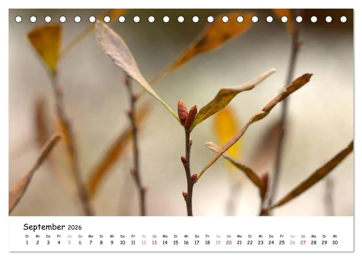 Bild: 9783516072280 | Unterwegs im Teufelsmoor (Tischkalender 2026 DIN A5 quer), CALVENDO...
