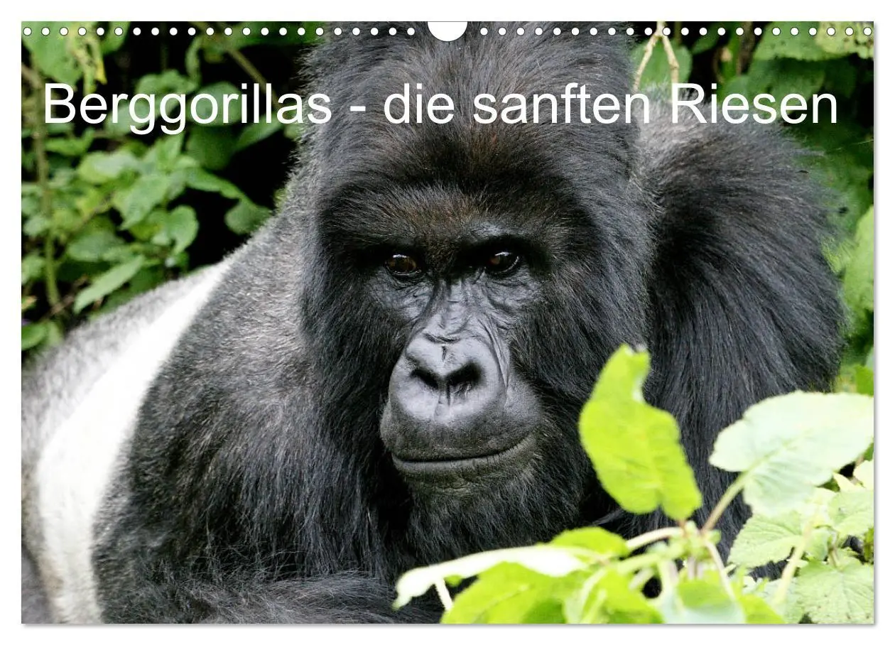 Cover: 9783516142280 | Berggorillas - die sanften Riesen (Wandkalender 2026 DIN A3 quer),...