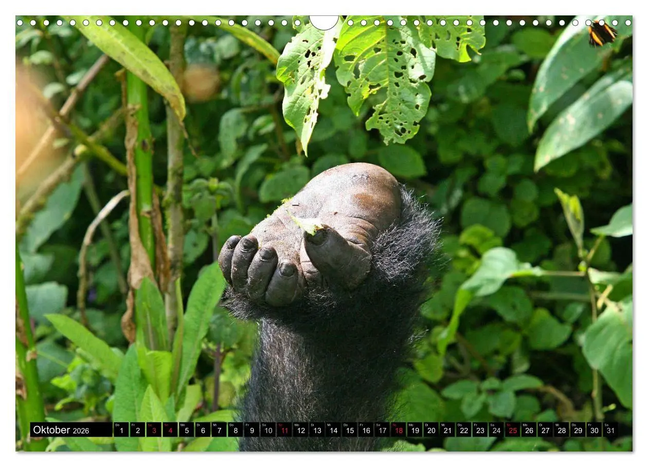 Bild: 9783516142280 | Berggorillas - die sanften Riesen (Wandkalender 2026 DIN A3 quer),...