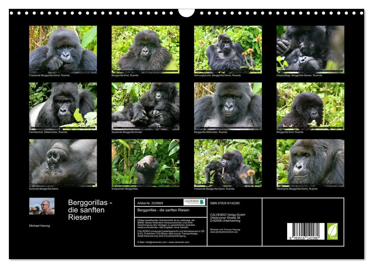 Bild: 9783516142280 | Berggorillas - die sanften Riesen (Wandkalender 2026 DIN A3 quer),...
