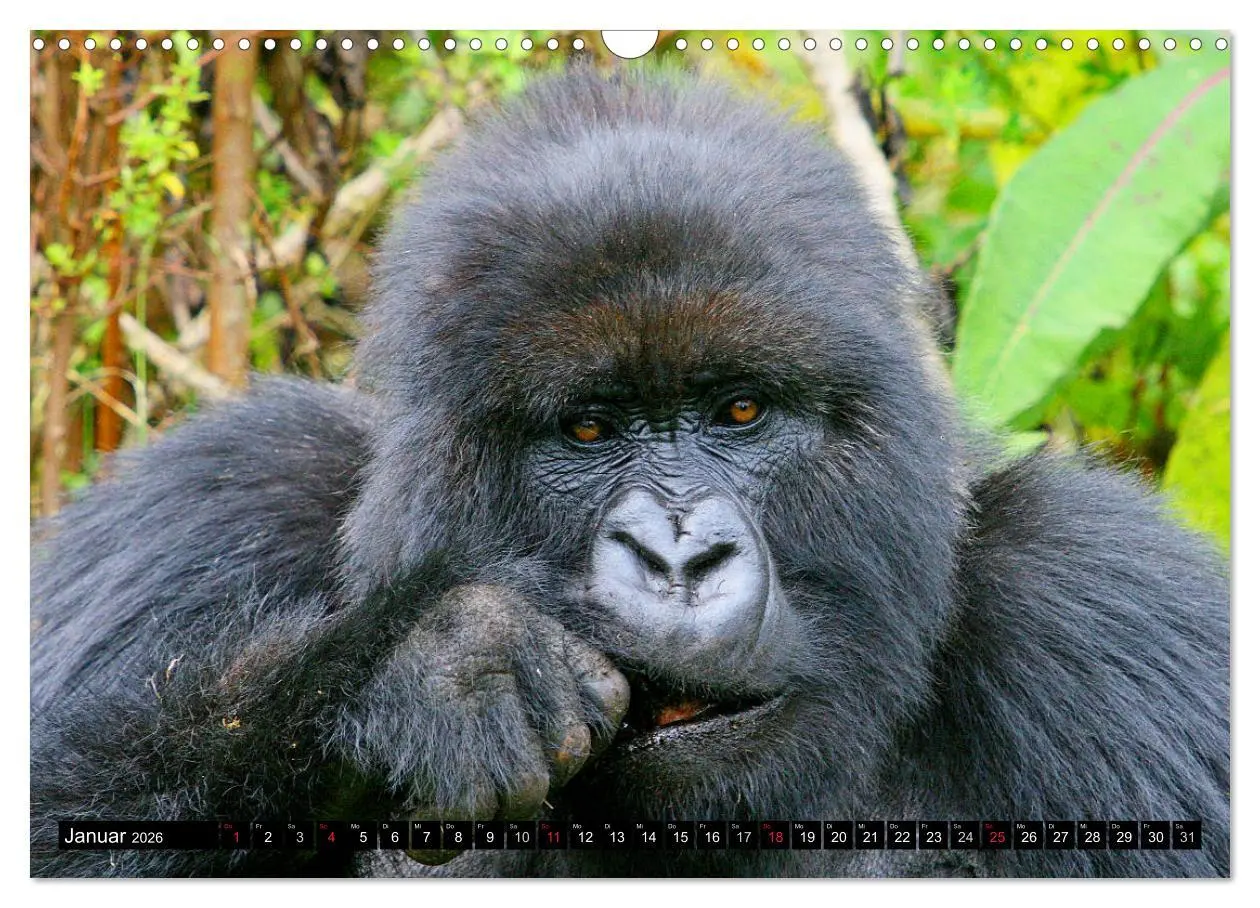Bild: 9783516142280 | Berggorillas - die sanften Riesen (Wandkalender 2026 DIN A3 quer),...