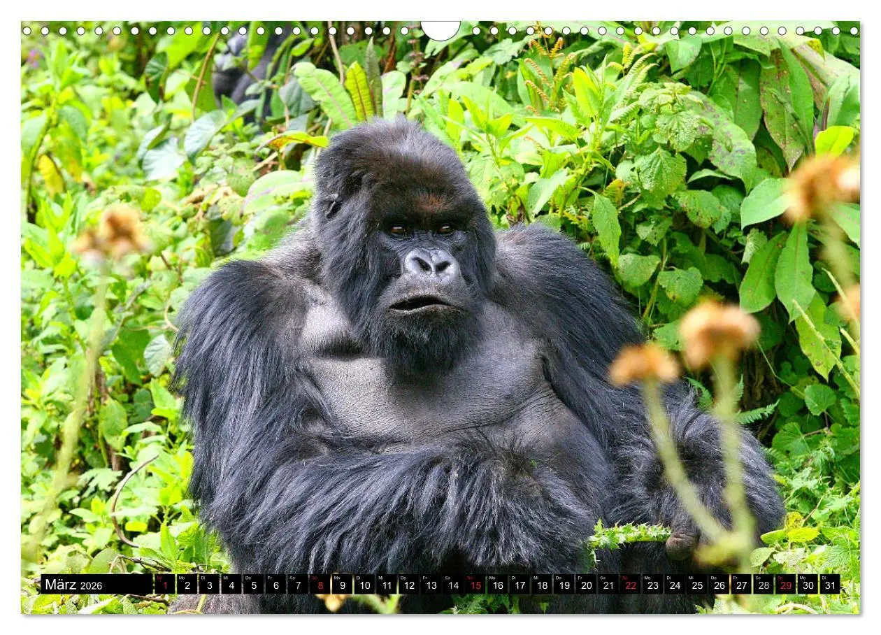 Bild: 9783516142280 | Berggorillas - die sanften Riesen (Wandkalender 2026 DIN A3 quer),...