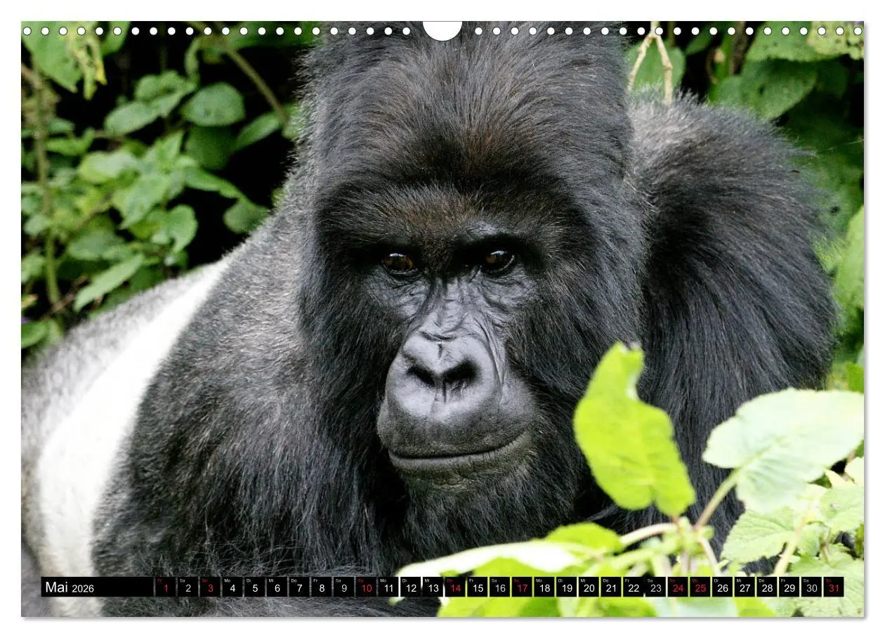 Bild: 9783516142280 | Berggorillas - die sanften Riesen (Wandkalender 2026 DIN A3 quer),...