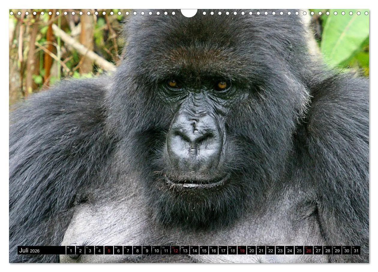 Bild: 9783516142280 | Berggorillas - die sanften Riesen (Wandkalender 2026 DIN A3 quer),...