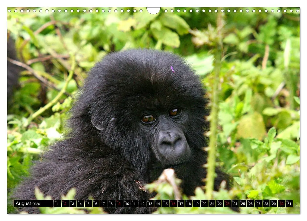 Bild: 9783516142280 | Berggorillas - die sanften Riesen (Wandkalender 2026 DIN A3 quer),...