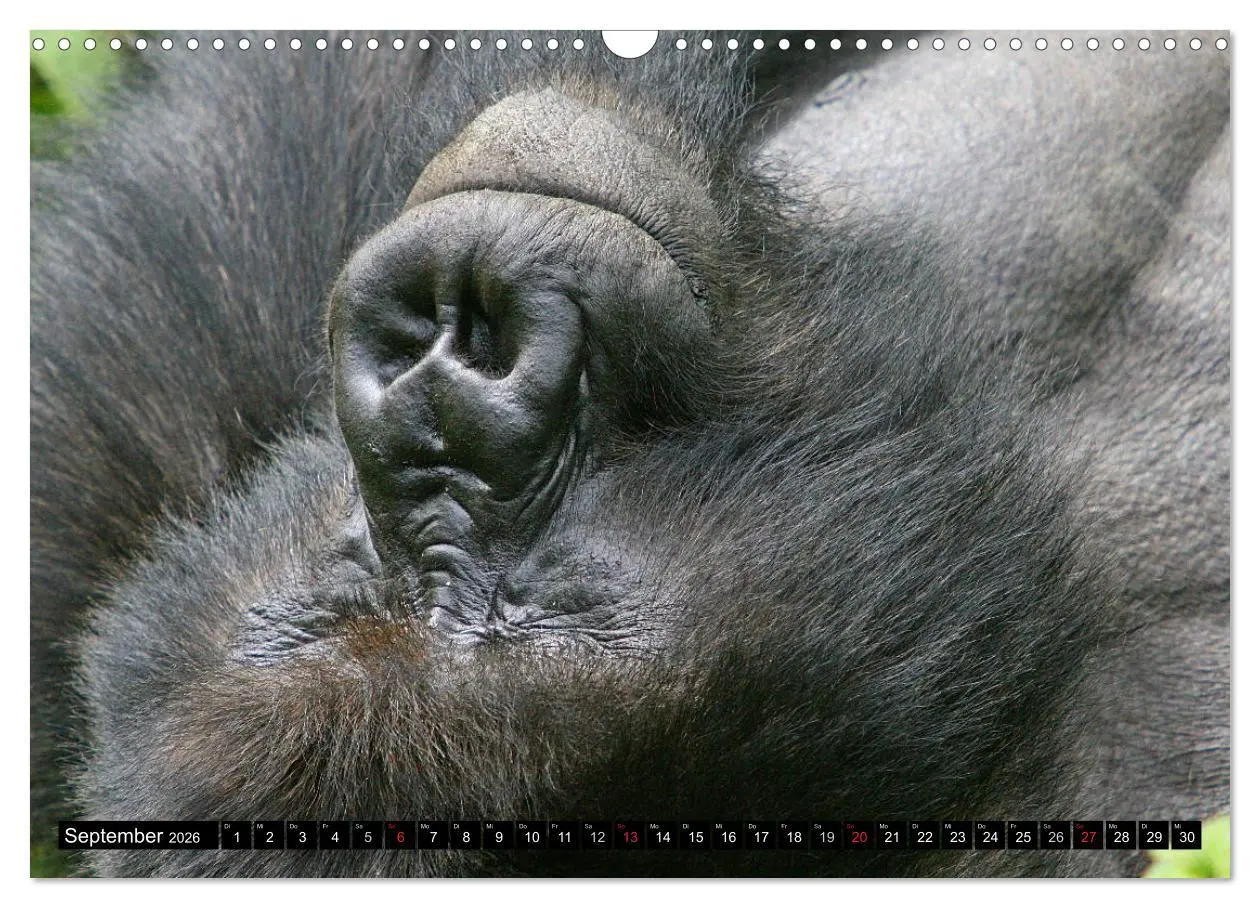 Bild: 9783516142280 | Berggorillas - die sanften Riesen (Wandkalender 2026 DIN A3 quer),...