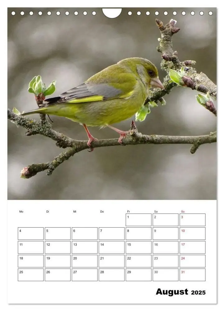 Bild: 9783457042380 | Amsel, Drossel, Fink und Star - beobachtet (Wandkalender 2025 DIN...