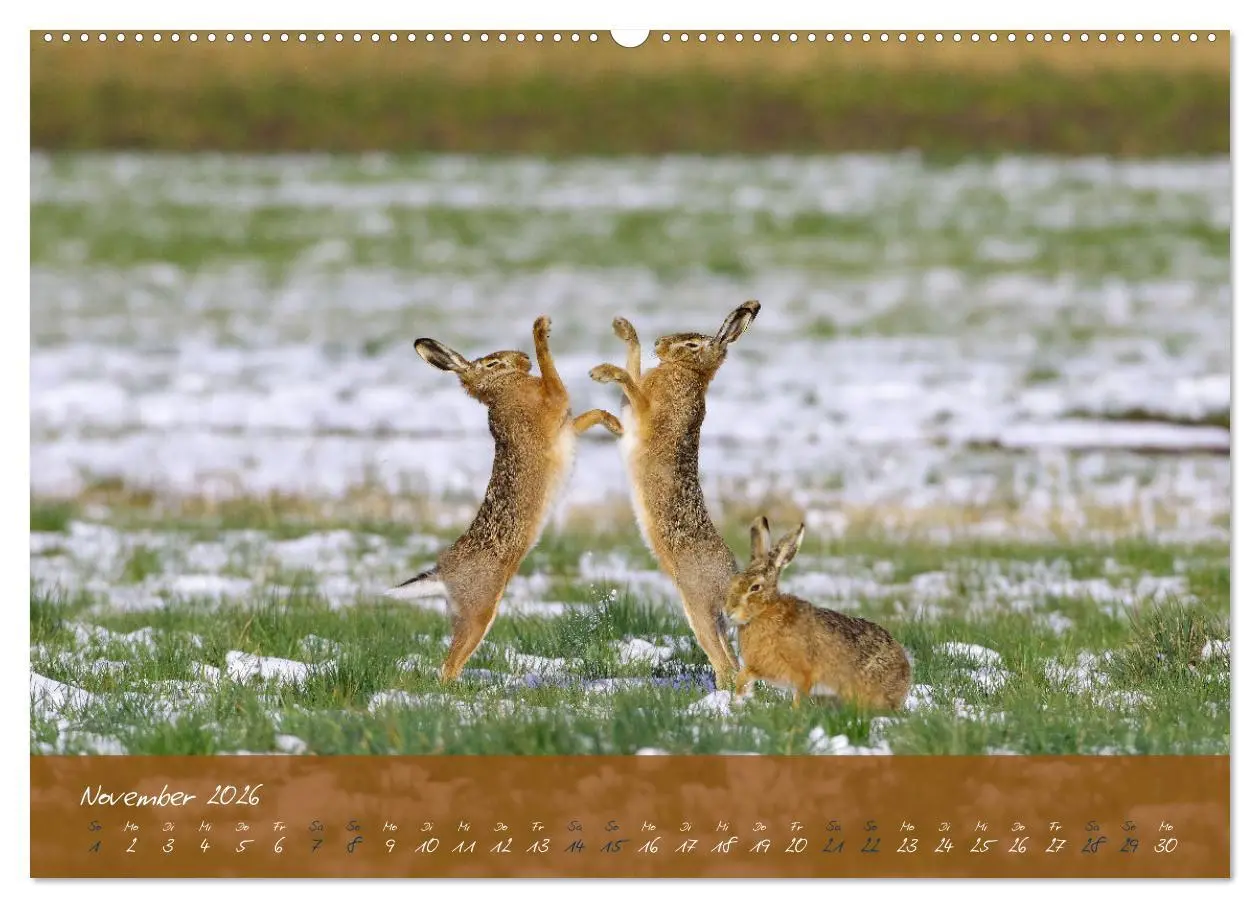 Bild: 9783457422380 | Feldhasen in Höchstform (hochwertiger Premium Wandkalender 2026 DIN...