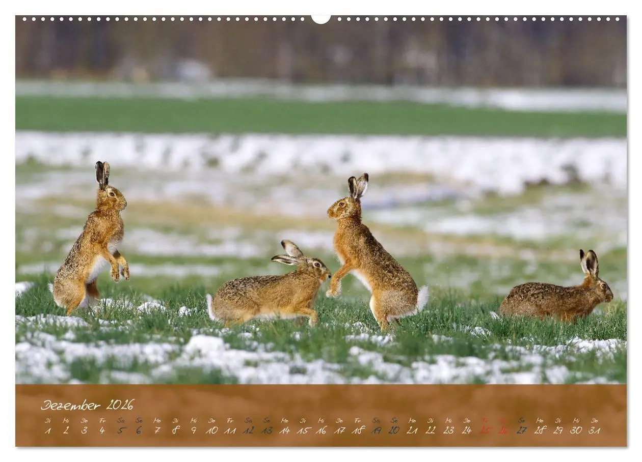 Bild: 9783457422380 | Feldhasen in Höchstform (hochwertiger Premium Wandkalender 2026 DIN...
