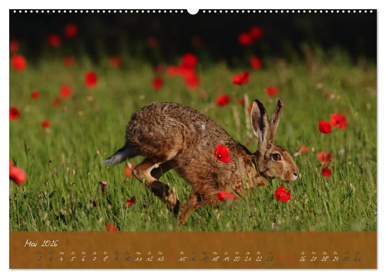 Bild: 9783457422380 | Feldhasen in Höchstform (hochwertiger Premium Wandkalender 2026 DIN...