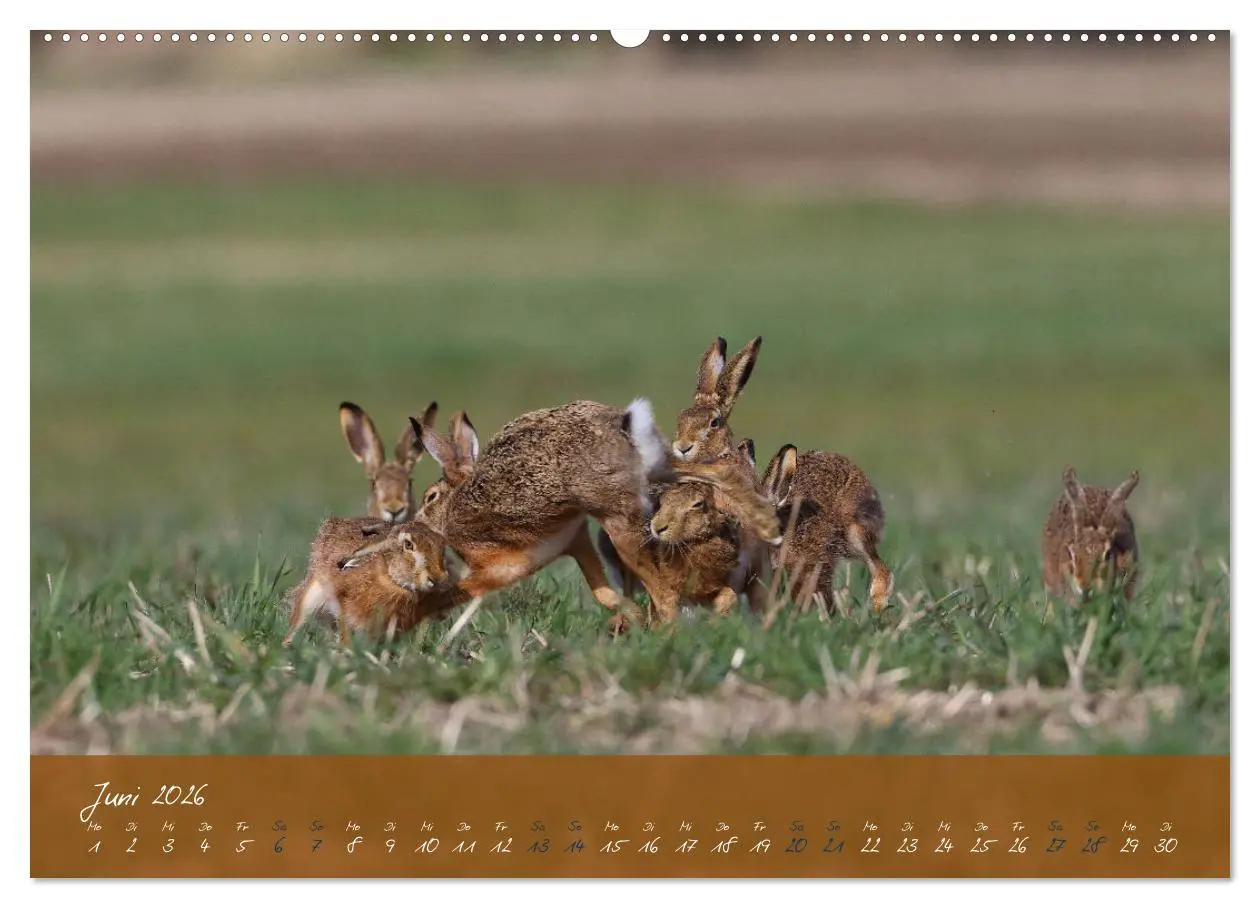 Bild: 9783457422380 | Feldhasen in Höchstform (hochwertiger Premium Wandkalender 2026 DIN...