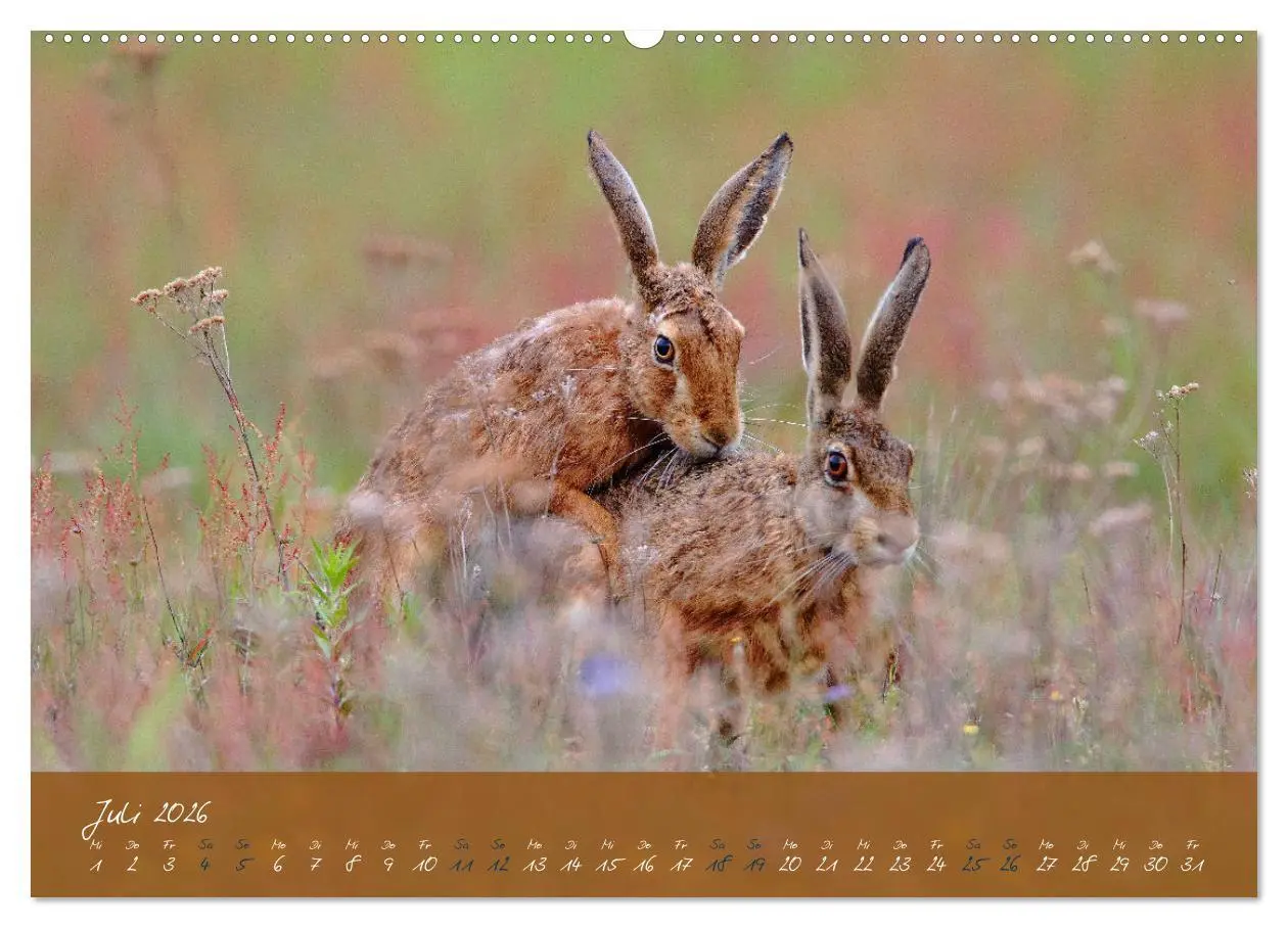 Bild: 9783457422380 | Feldhasen in Höchstform (hochwertiger Premium Wandkalender 2026 DIN...