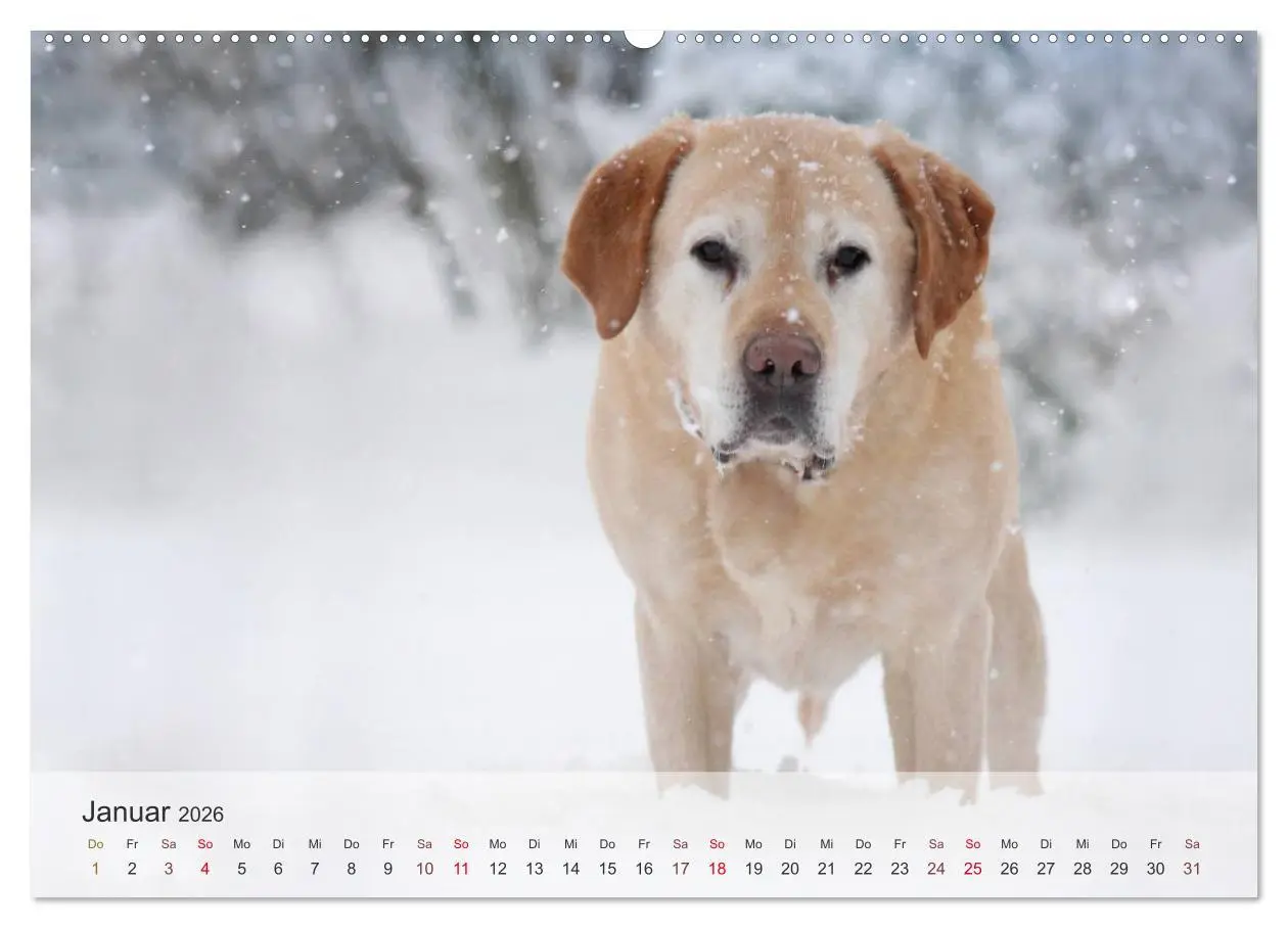 Bild: 9783457972380 | Hunde 2026 - Treue Begleiter (hochwertiger Premium Wandkalender...