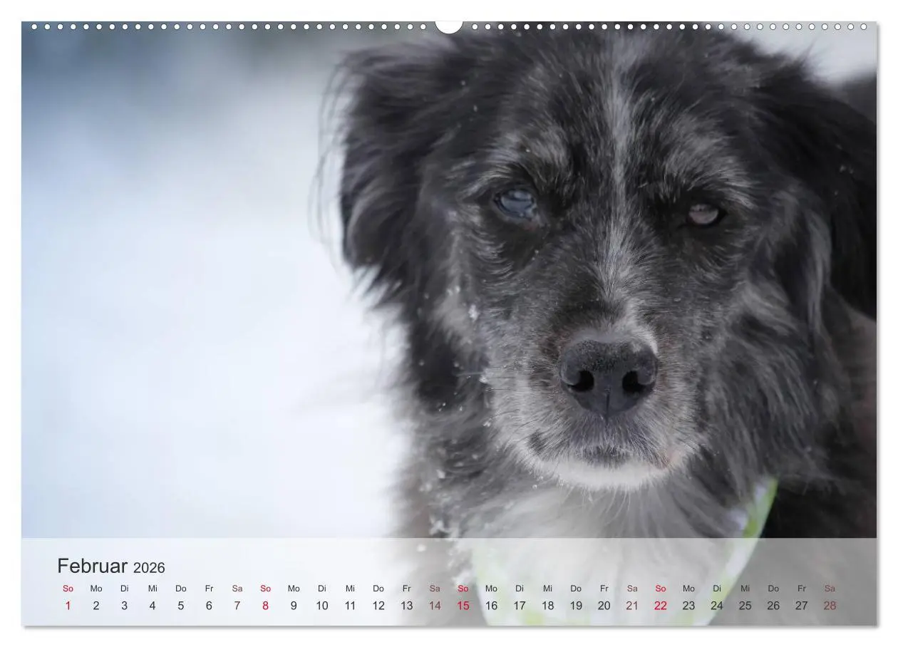 Bild: 9783457972380 | Hunde 2026 - Treue Begleiter (hochwertiger Premium Wandkalender...