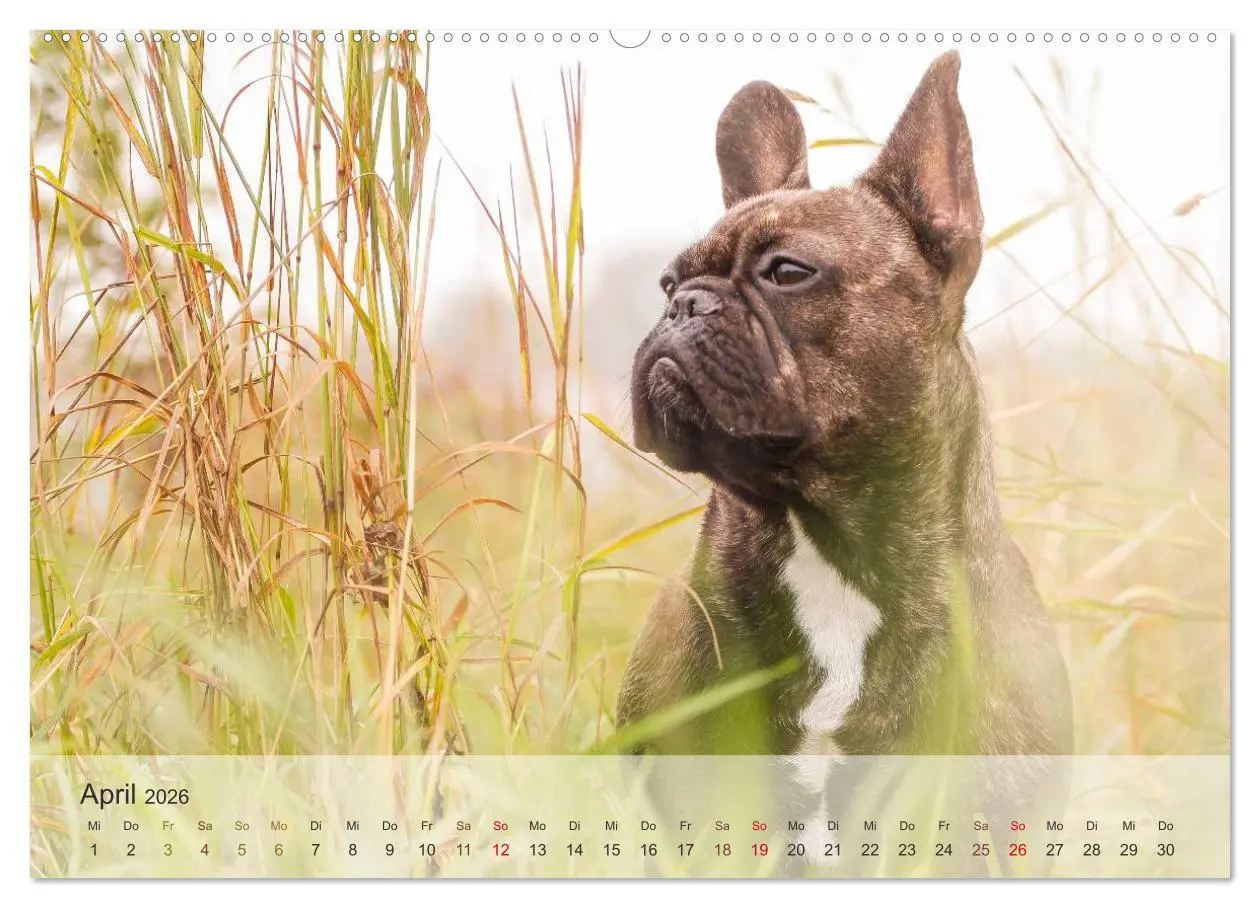 Bild: 9783457972380 | Hunde 2026 - Treue Begleiter (hochwertiger Premium Wandkalender...