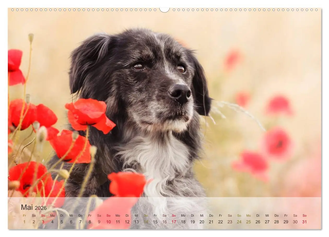Bild: 9783457972380 | Hunde 2026 - Treue Begleiter (hochwertiger Premium Wandkalender...