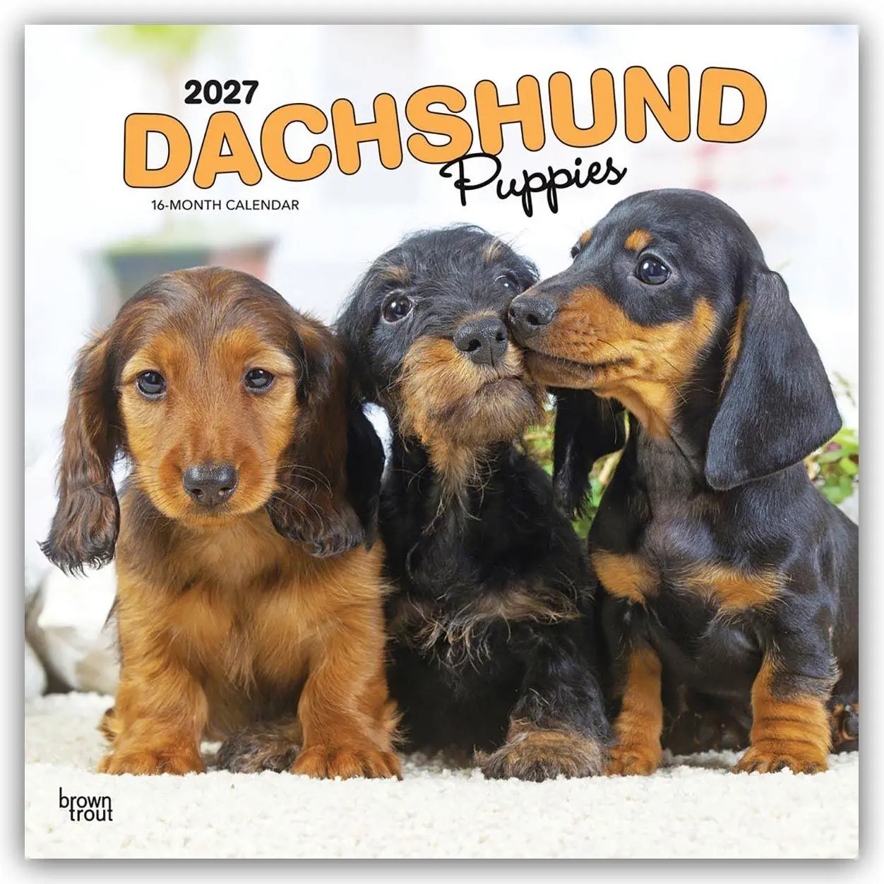 Cover: 9798330712380 | Dachshund Puppies - Dackel Welpen 2027 - 16-Monatskalender | Kalender
