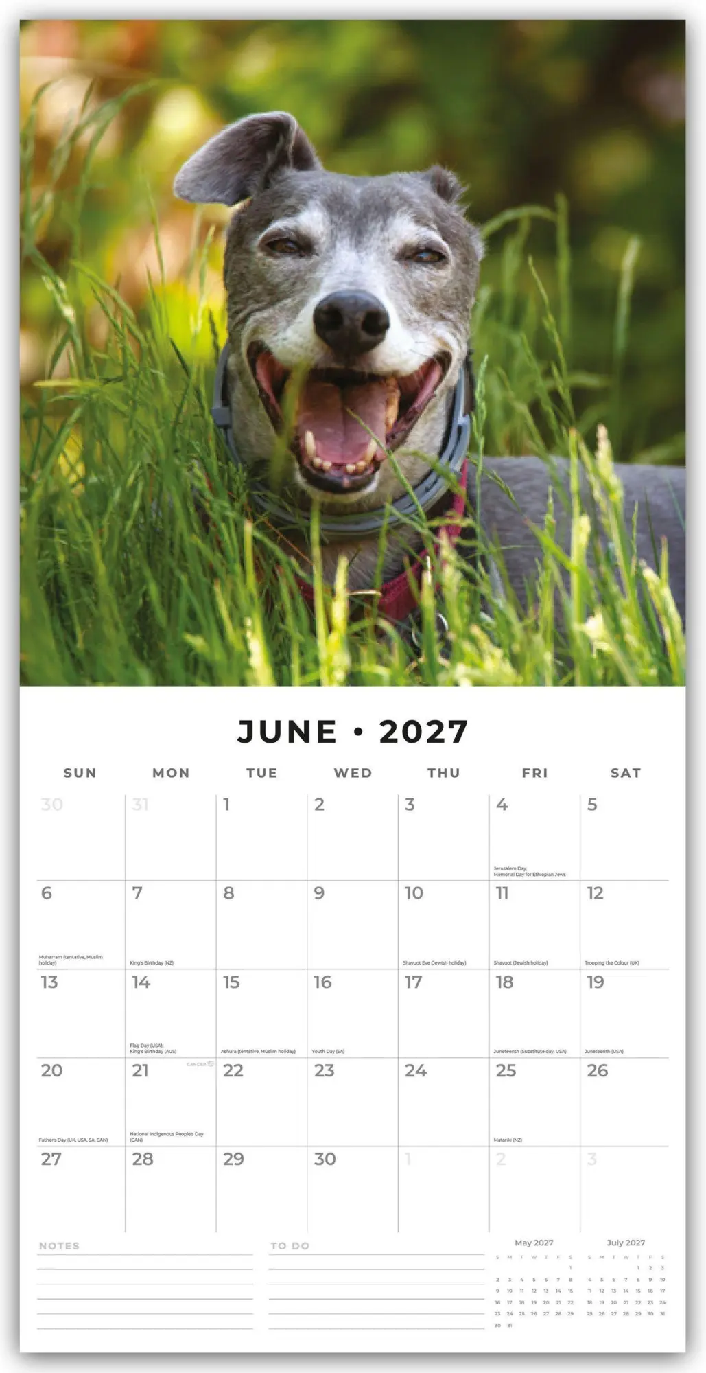 Bild: 9781837012480 | Greyhound - Windhund 2027 - 16-Monatskalender | Robin Red | Kalender
