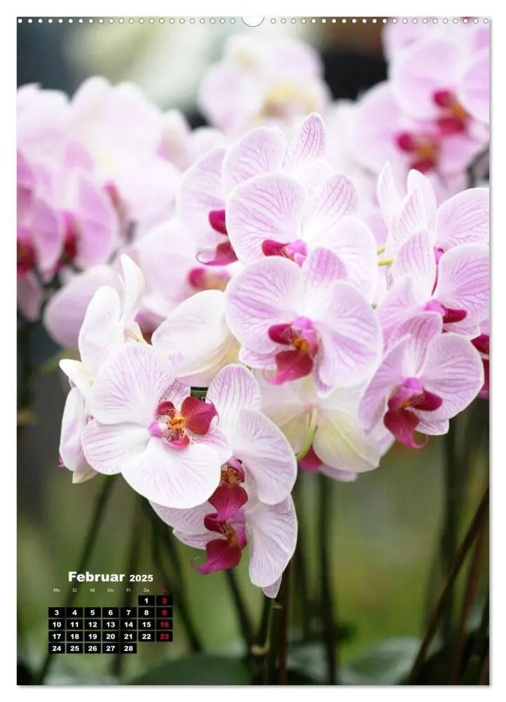 Bild: 9783435942480 | Kleine Orchideenschätze (Wandkalender 2025 DIN A2 hoch), CALVENDO...