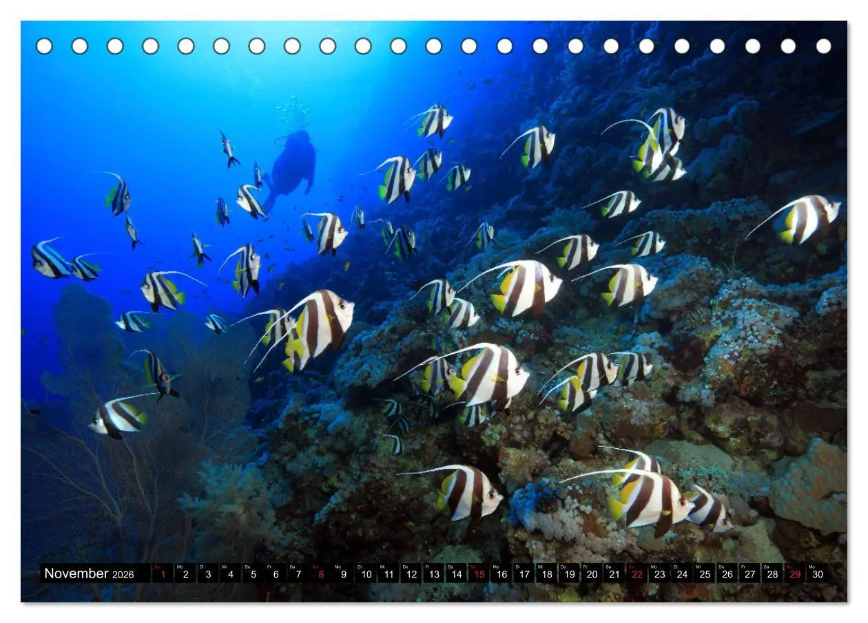 Bild: 9783457722480 | Rotes Meer Unterwasser (Tischkalender 2026 DIN A5 quer), CALVENDO...