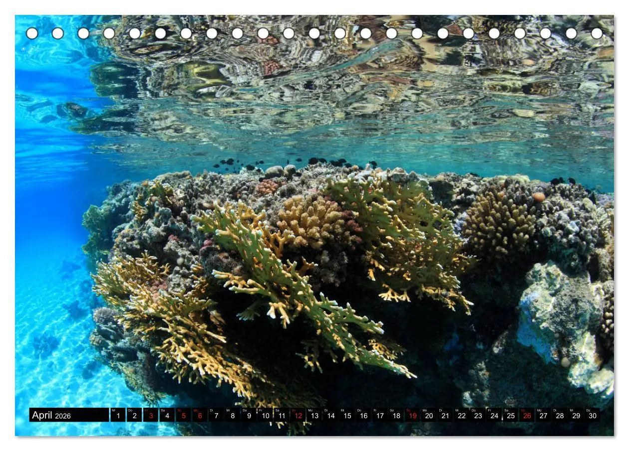 Bild: 9783457722480 | Rotes Meer Unterwasser (Tischkalender 2026 DIN A5 quer), CALVENDO...
